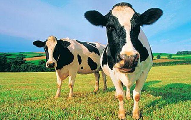 Поголів'я худоби в Україні в червні скоротилося на 7,5%