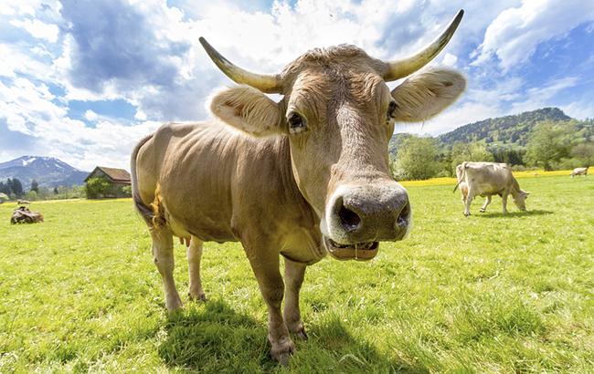 Поголів'я худоби в Україні в травні скоротилося на 1%