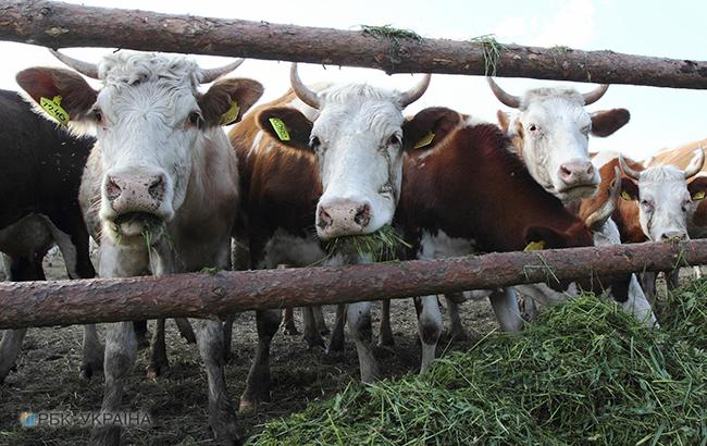 Поголовье скота в Украине в ноябре сократилось на 0,9%