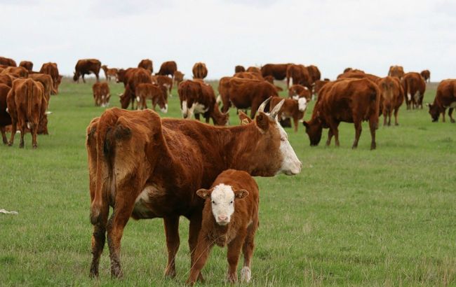 Поголовье скота в Украине в сентябре сократилось на 6,1%