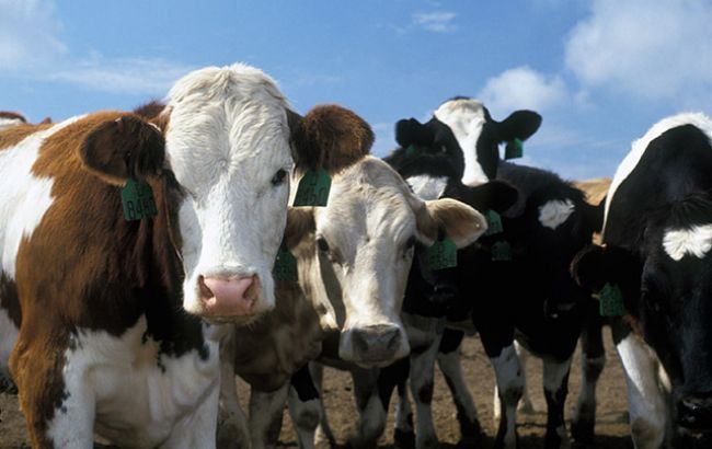 Поголів'я худоби в Україні в жовтні скоротилося на 5,4%