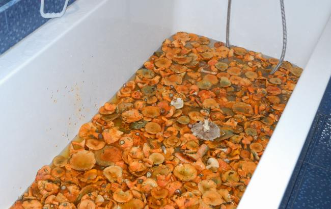 Російські туристи зібрали гриби в Швейцарії і засолили їх у ванній готелю