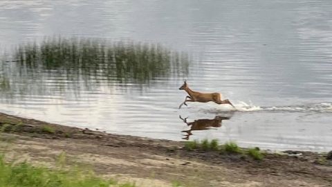 У Києві помітили косулю, яка перепливла Дніпро