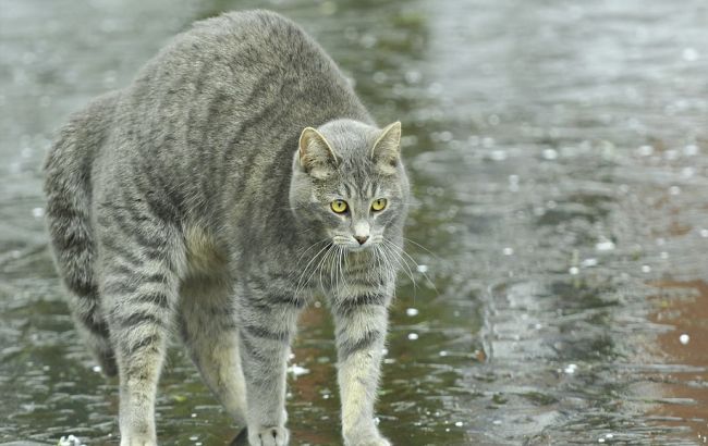 Погода на сегодня: в Украине дожди, температура до +29