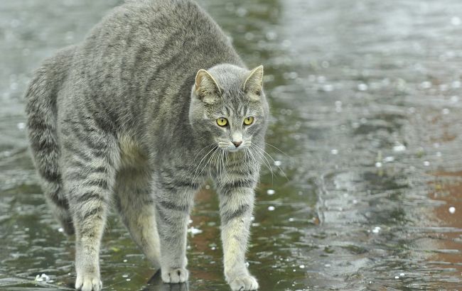 Погода на сегодня: в Украине местами дожди, температура до +15