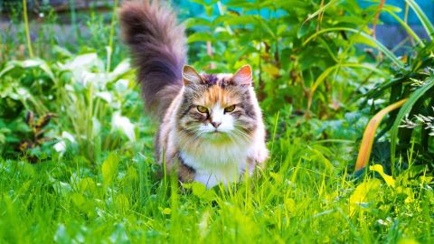Кошки убегут из вашего сада и перестанут портить цветы, если вы посадите эти 4 растения