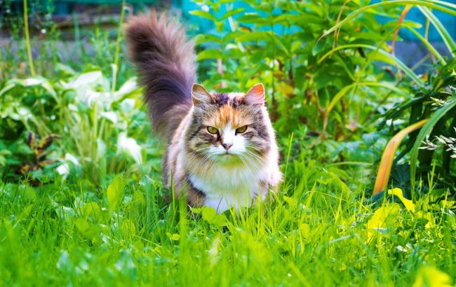 Кішки втечуть з вашого саду і перестануть псувати квіти, якщо ви посадите ці 4 рослини