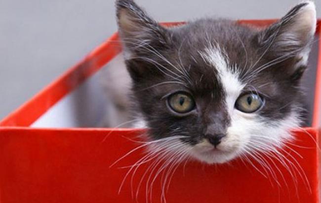 В США трехлетняя девочка получила от Санты строптивого котенка