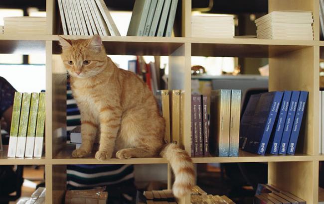 Львівський музей опублікував в мережі незвичайне оголошення