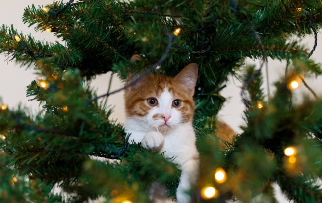 Як врятувати ялинку від кота, а кота від ялинки: лайфхаки новорічного декору