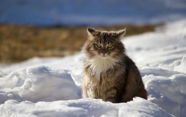 Погода на сегодня: в Украине без осадков, температура до -6