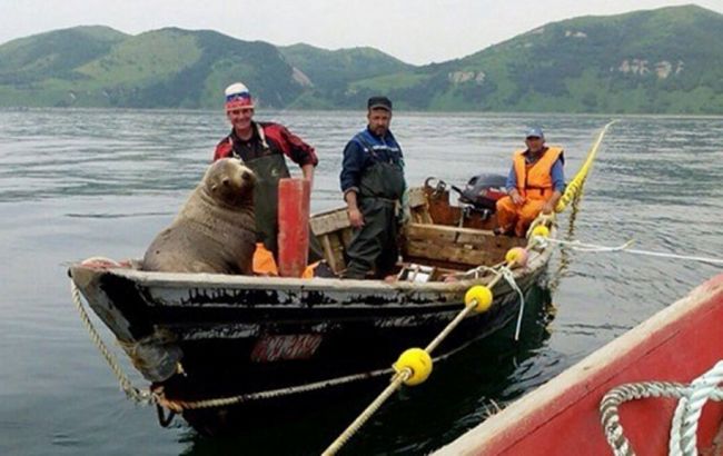 В РФ морской котик заставил рыбаков 8 часов катать его в лодке