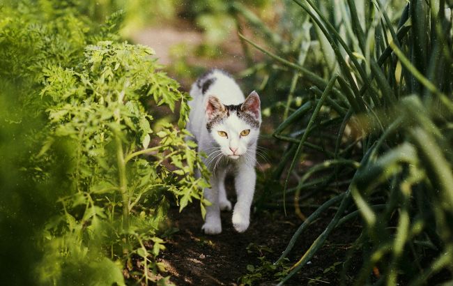 Просто разбросайте это саду, и коты больше никогда не будут портить ваши растения
