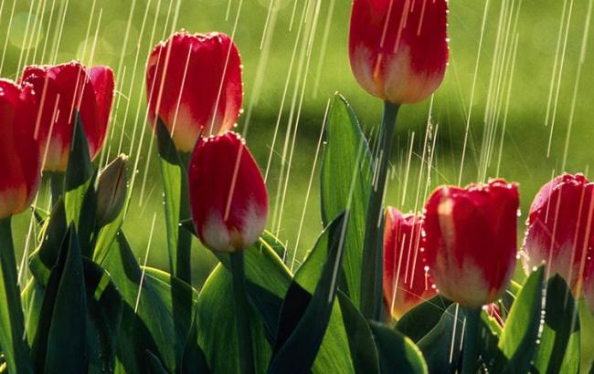 Погода на сегодня: в Украине дожди, температура до +15