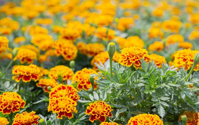 Как сажать бархатцы под зиму: секреты ярких клумб весной