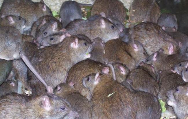 "Мы думали, это ежики": Севастополь наводнили крысы