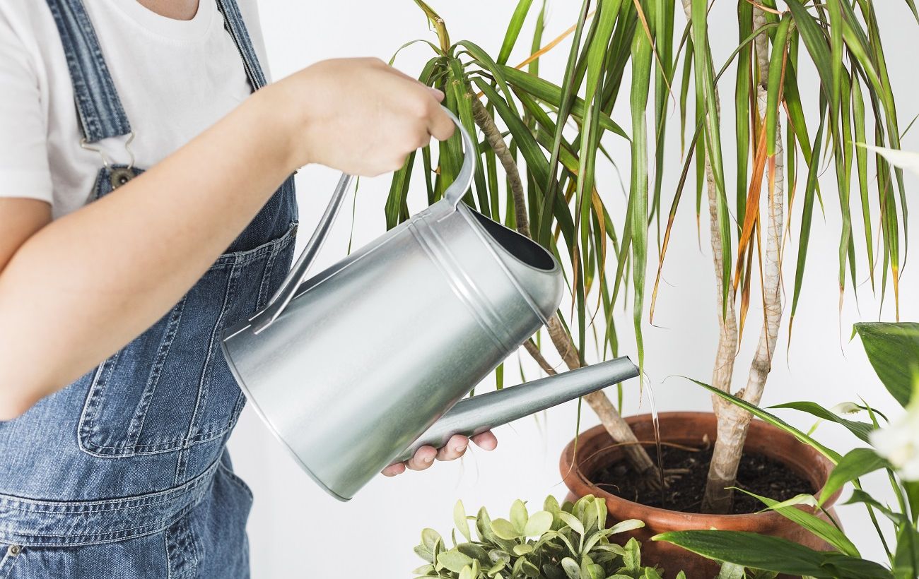 Як визначати вологість ґрунту в горщику, щоб не "заливати" рослини