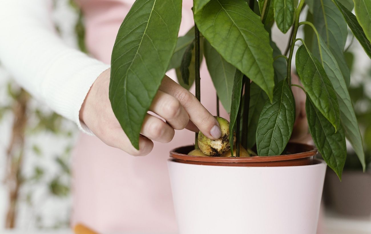 Чому кімнатні рослини гинуть взимку: головна помилка власників