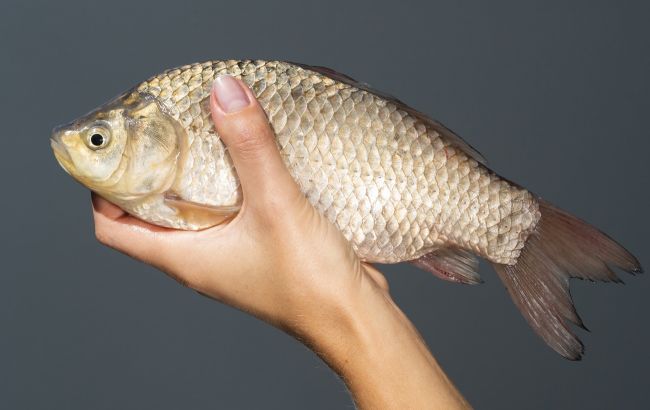 Ця риба - скарбниця вітамінів, а коштує "копійки"