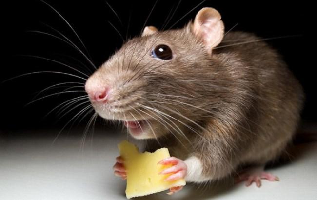 В киевском супермаркете обнаружена крыса