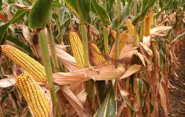 Мінекономіки погіршило прогноз урожаю зерна на 2020 рік