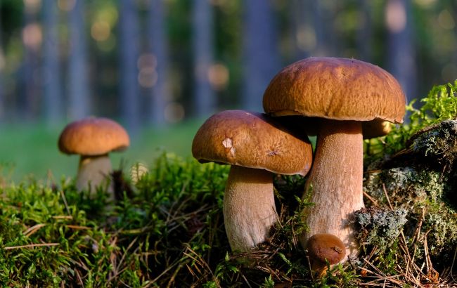 Вчені розповіли про комунікаційні мережі грибів, що з'єднують ліси