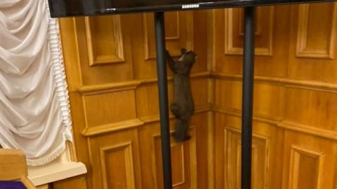 Добре, що не крокодил: у Раді завелася дика тварина (відео)