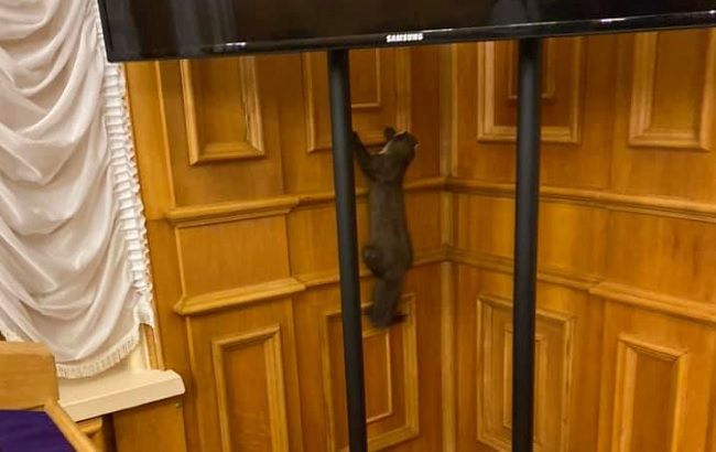 Добре, що не крокодил: у Раді завелася дика тварина (відео)