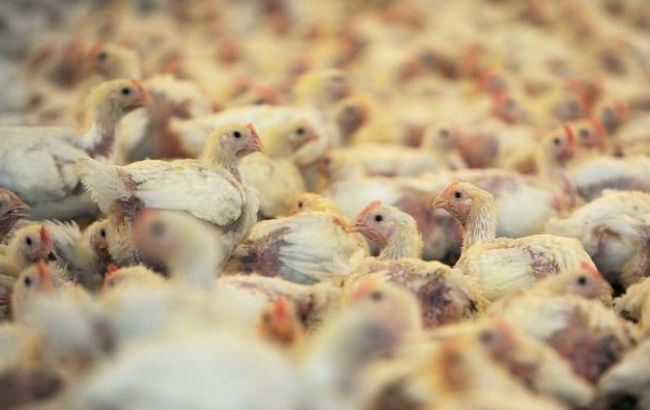 Саудівська Аравія зацікавлена у збільшенні імпорту української курятини