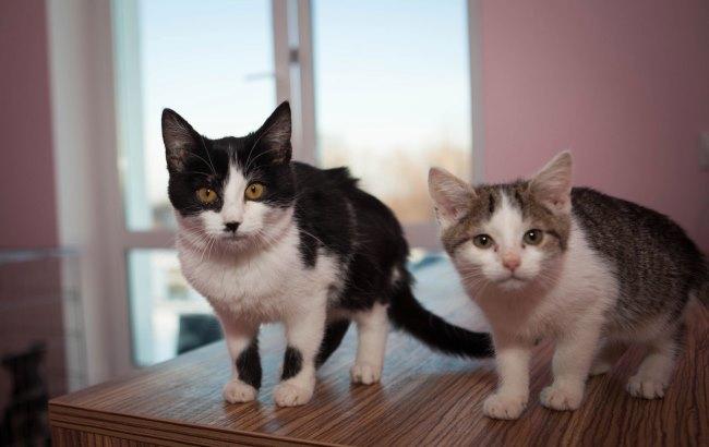 В Черновцах открыли отель для котов