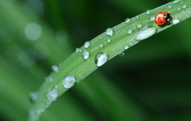 Дожди и грозы: синоптики дали прогноз на вторник
