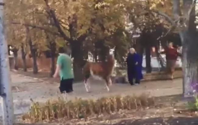 В Сети появилось видео ламы на улицах Донецка