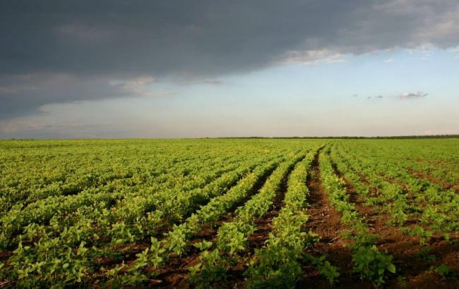 Відкритий ринок землі надасть стимул для інвестування в аграрні проекти, - експерт