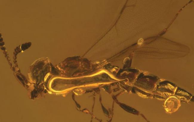 В честь Дэвида Боуи назвали древний вид насекомых