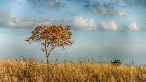 В Україну суне "африканська спека": синоптики зробили попередження