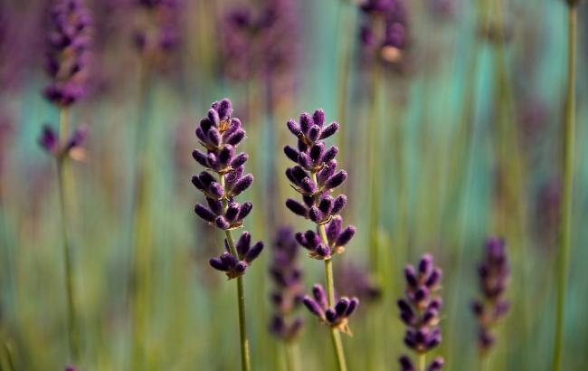 "Розпач і паніка": синоптик розповіла про "містичний метеошок" в Україні