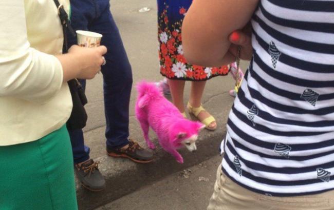 В Киеве по улицам прогуливается розовый пес