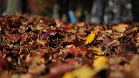 Стало известно о дополнительных выходных для украинцев в октябре