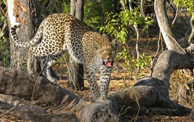 В Индии леопард заставил полицейского спрыгнуть с крыши