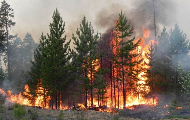 Оккупанты запретили тушить лесные пожары в Херсонской области