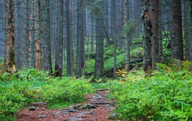 На Донбасі пошкоджено 30% природно-заповідного фонду, - Мінекології