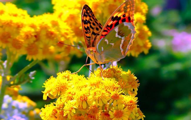 Погода на завтра: на заході України дощі, температура до +39