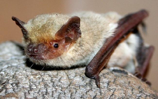 Гороскоп на сегодня, 17 января