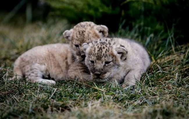 В Запорожской области на свет появились двое львят