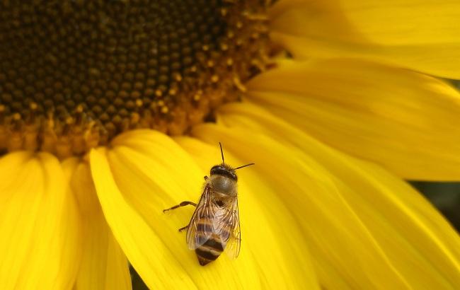 В Ровенской области огромные пчелиные семьи вымерли за один день