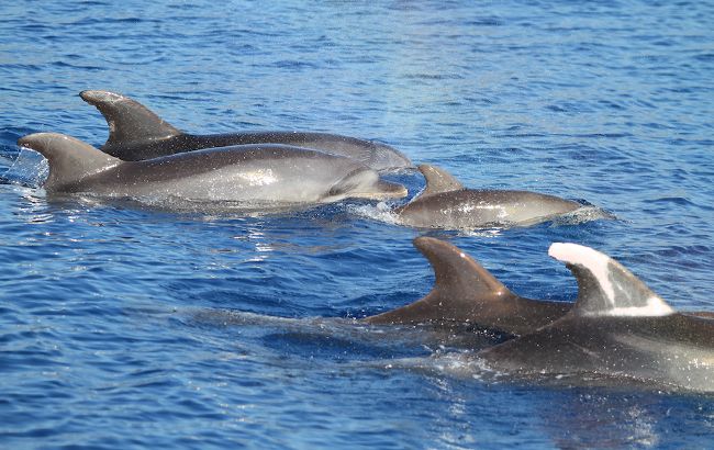 Стая дельфинов умилила отдыхающих в Одессе: в сети появилось видео