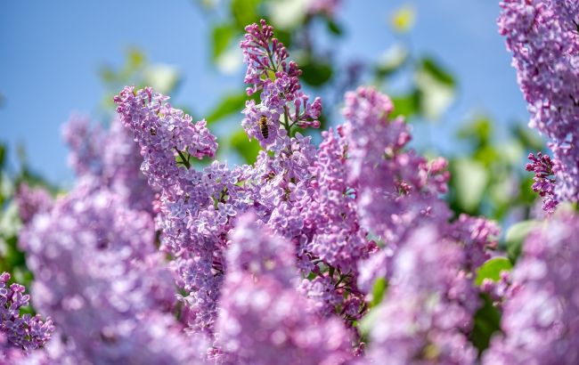 Під Запоріжжям люди спостерігають унікальне явище: зацвів бузок