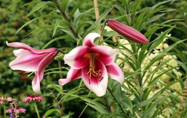 "Температура - бальзам": синоптик дала прогноз на 18 июля (фото)