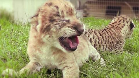 Унікальні тварини народилися в американському зоопарку (відео)