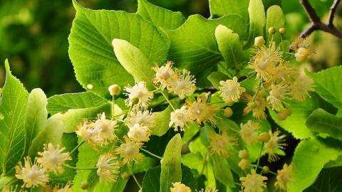 4 липня: свята і важливі події на цей день